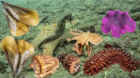 Điểm Lặn Này Có Nhiều Sò Mai, Ốc Sắt, Cá Ngựa, Bạch Tuộc, Hải Sâm, Hải Quỳ… | Cảnh 86