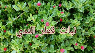 نبات قطر الندي  المشهور وطريقه عنايته وتكاثره  Aptenia cordifolia