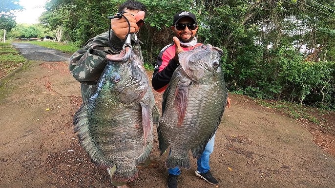 Bowfishing for Tilapia  The Biggest we've seen! 
