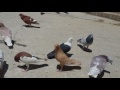 Pigeon quetta of hazara