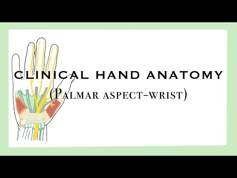 Clinical Hand Anatomy (Focused on Wrist)
