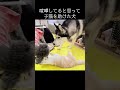 子猫を助けた犬がこちら #猫 #shorts
