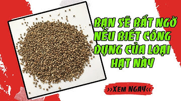 Bất ngờ trước công dụng của hạt tía tô và bài thuốc hay từ loại hạt này