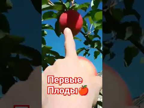 Видео: Ранни ябълки: сортове, характеристики и рецензии