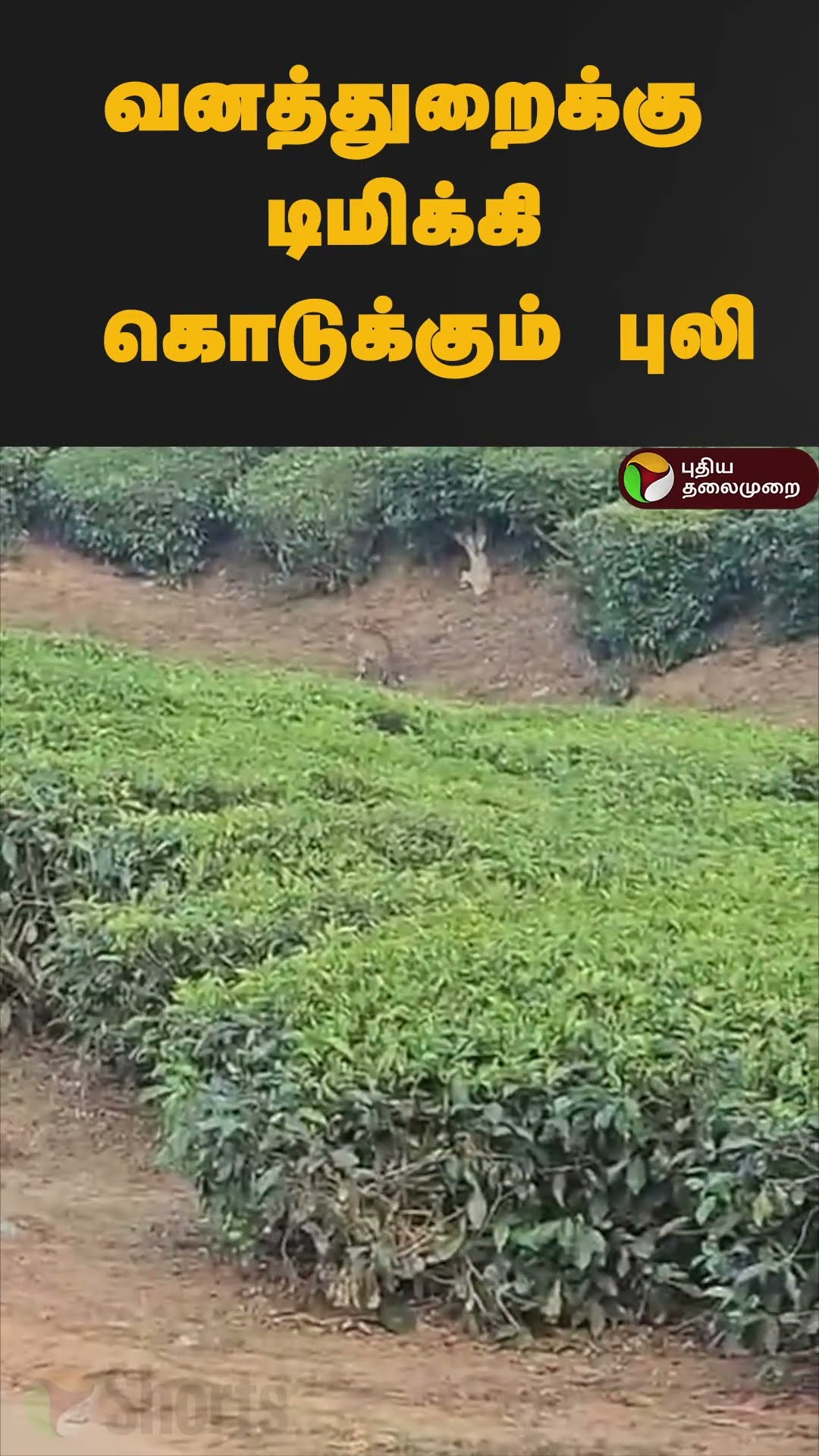 வனத்துறைக்கு டிமிக்கி கொடுக்கும் புலி | #shorts | #tiger | #coimbatore