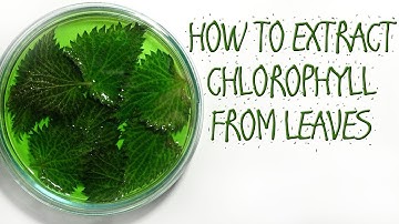 HOW TO EXTRACT CHLOROPHYLL FROM LEAVES