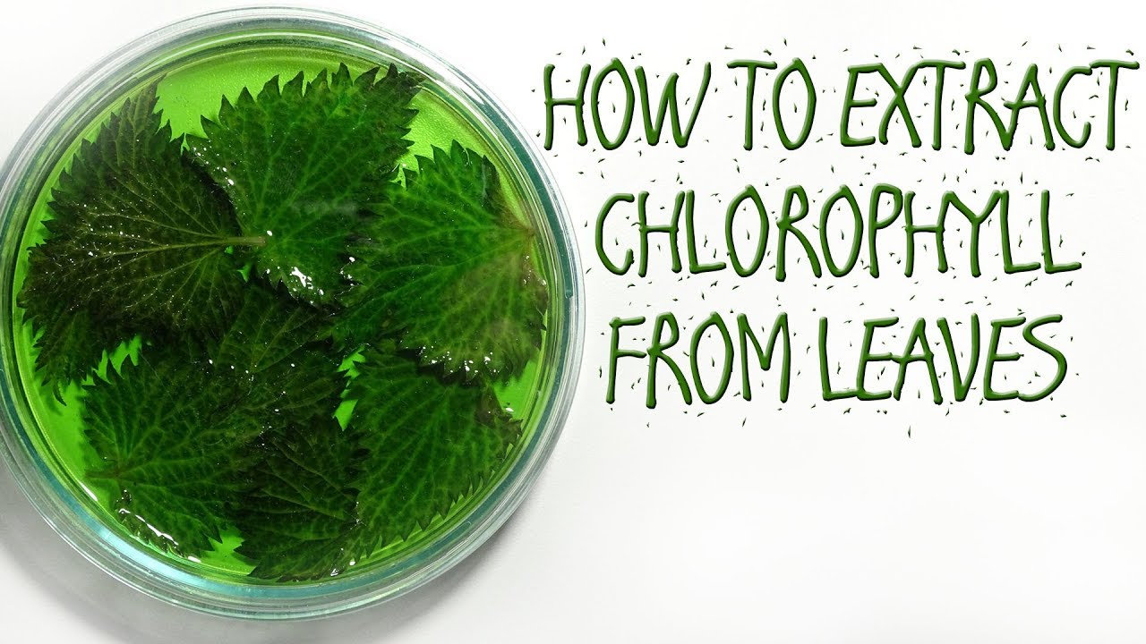 HOW TO EXTRACT CHLOROPHYLL FROM LEAVES - YouTube