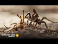 Intense: This Tarantula Mating Ritual Is a Dance w/ Death 🕷️ Smithsonian Channel