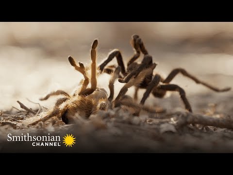 Intense: This Tarantula Mating Ritual Is a Dance w/ Death 🕷️ Smithsonian Channel