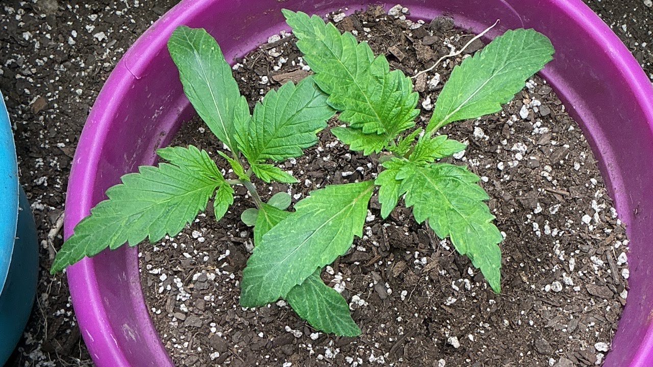 Midday smoke session anti-weed today they’re kicking