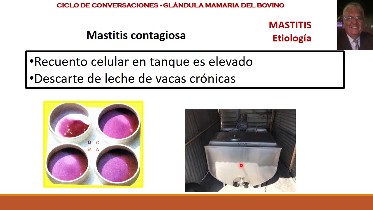 Mastitis  Bovina: Etiología