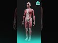 حقائق لا تعرفها عن جسم الإنسان
