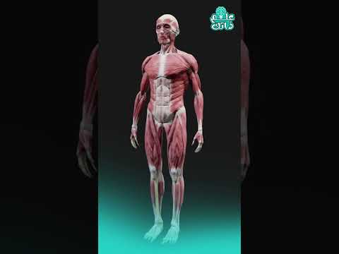 حقائق لا تعرفها عن جسم الإنسان
