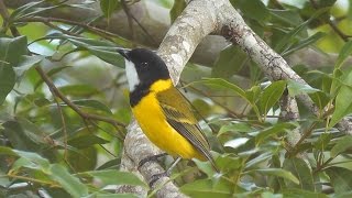 Australian Golden Whistler Pachycephala pectoralis HD Clip 1 1