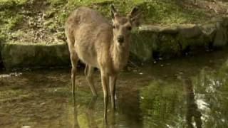 Wateraid Deers Cannes Advertisment 2010