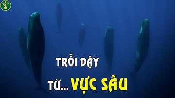 Giải mã sinh học điên rồ của cá nhà táng | Hạt sự thật