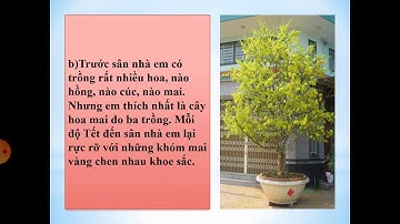 Luyện tập xây dựng mở bài trong bài văn miêu tả cây cối