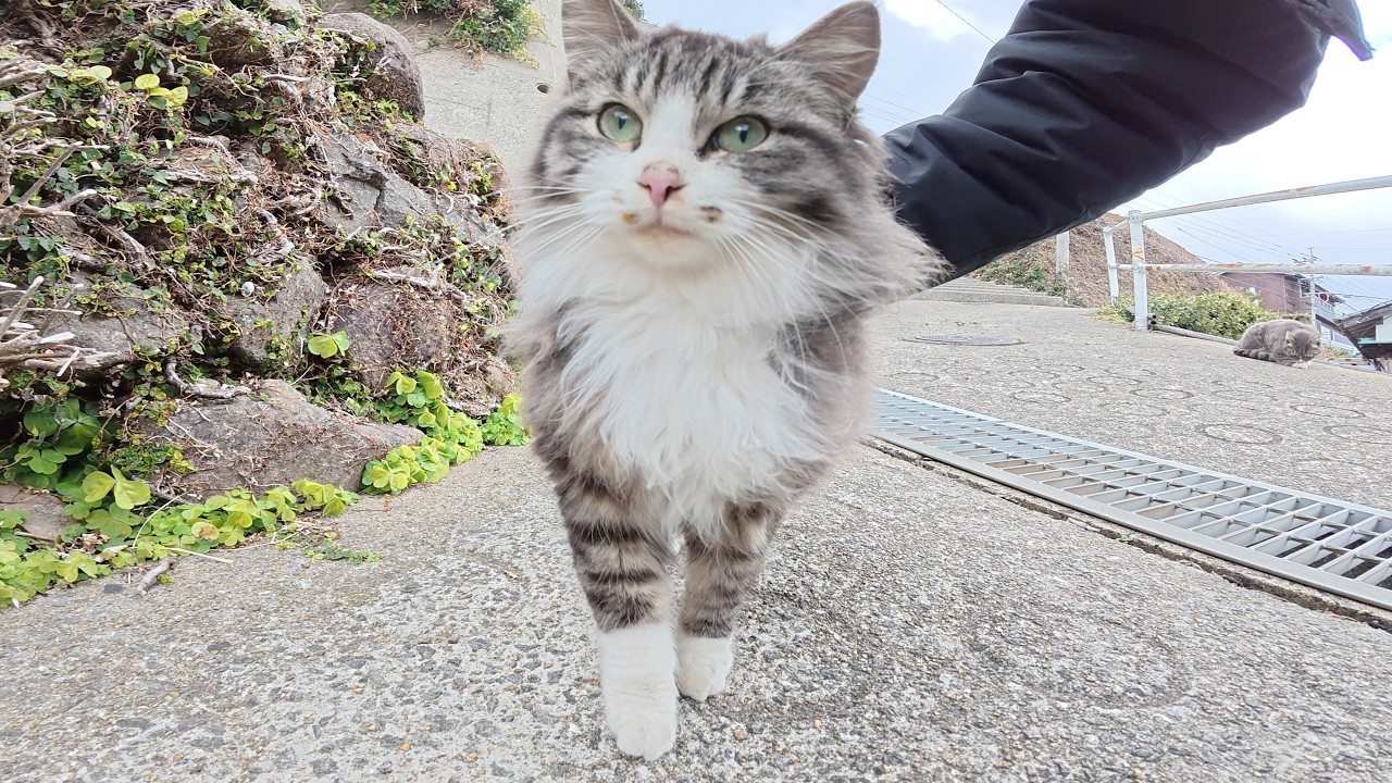 Властный кот похожий на саблезубого тигра познакомил нас с несколькими милыми кошками на склонах