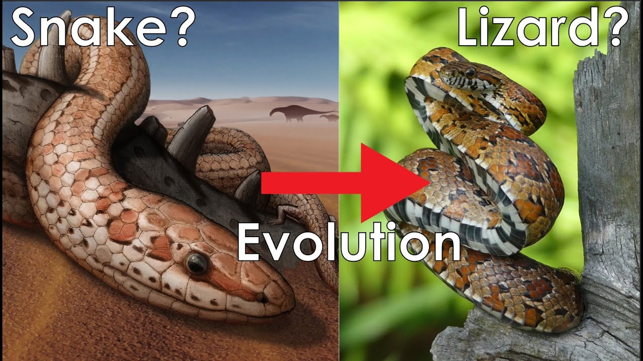 Эволюция змеи. Snake Evolution. Snake Evolution на русском.