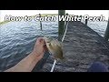 How to Catch White Perch