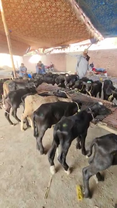 100 Neli Ravi Buffalo Calf Price 9000