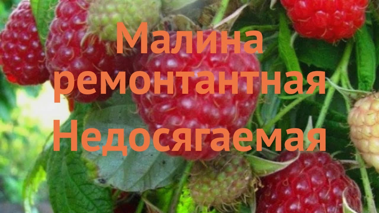 Малина недосягаемая