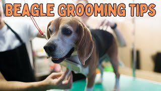 Beagle Grooming Made Easy: Top Tips for Owners