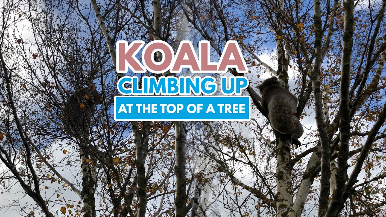 Cute Koala Climbing Up at the top of a Tree | Koala Series | Episode 2 | #shorts