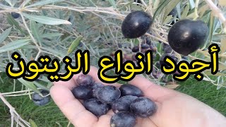 اجواد انواع الزيتون الاسباني - The finest Spanish olives