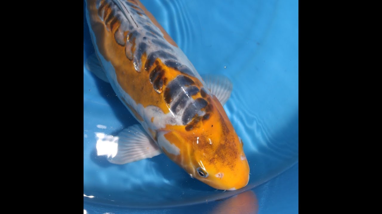 張子 錦鯉 C ツヤあり ハリコ オンライン 張子 錦鯉 C ツヤあり 張子