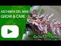 Aechmea Del Mar - grow &amp; care (Aechmea dichlamydea)