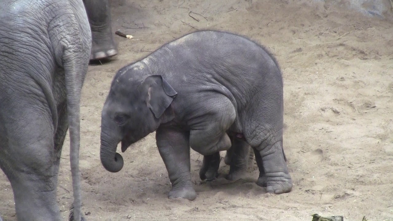 zoo Hamburg elephant friendship part 2 - YouTube