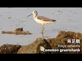 深圳灣觀鳥日記20（2021 03 12）Birding at Shenzhen Bay 20