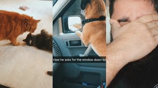 Oh God I want to feel again | Cats & Dogs | Sad