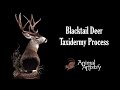 Animal artistry  blacktail deer taxidermy  process