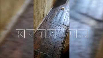 Сотни тысяч тараканов в своей квартире развел житель Сормовского района