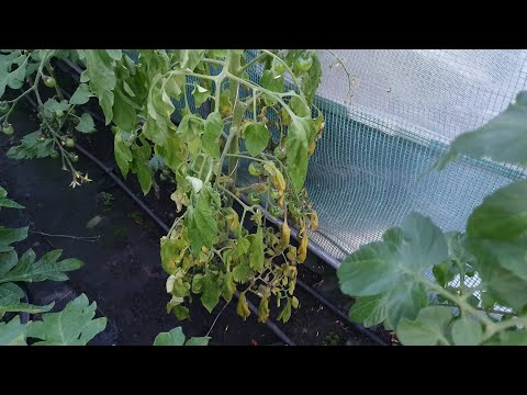 Wideo: Wertykularna Więdnięcie Pomidora