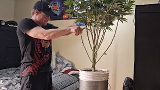 Seed to Harvest Guide to Growing For Beginners, 4 Huge Plants in a Spiderfarmer 4x4 Tent