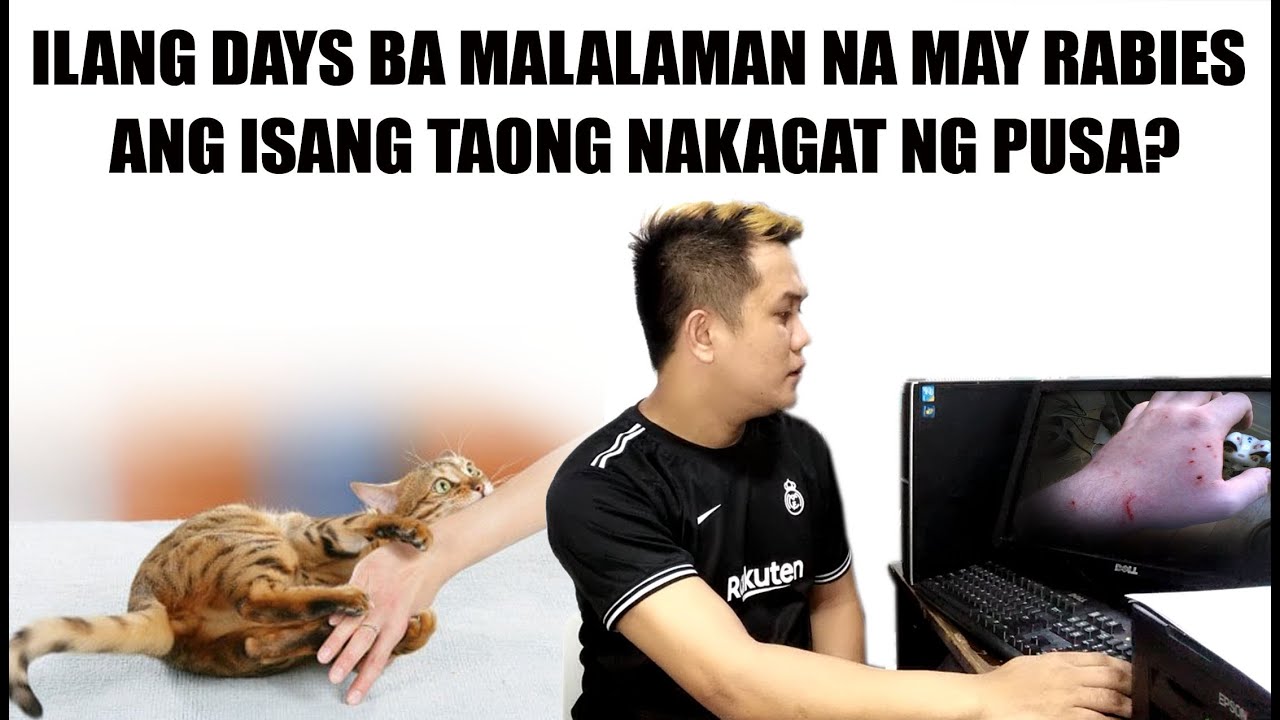 May Rabies Ba Ang Kagat Ng Pusa ILANG DAYS BA MALALAMAN NA MAY RABIES ANG ISANG TAONG NAKAGAT NG PUSA