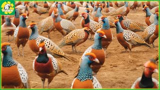 Pheasant Farm 🐓 How Farmers Maise Millions of Pheasants | Processing Factory
