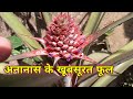 Dekhiye Anaras ke khoobsurat phool | अनानास के खूबसूरत फूल