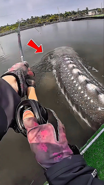 CURVED ROD, LINE SKICKS‼️The craziest monster fish pull. #fishing #giantfish #shorts