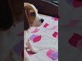 Main jab tv dekhti hu🫠#dog #funny #shortvideo #pets #trending #shorts #viral