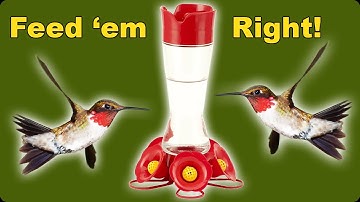 Hummingbird Feeding: The Ultimate Guide!