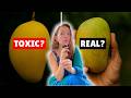 рџ рџ і Why Real Mangoes In India Are Disappearing рџ рџ і Why Real Mangoes In India Are Disappearing