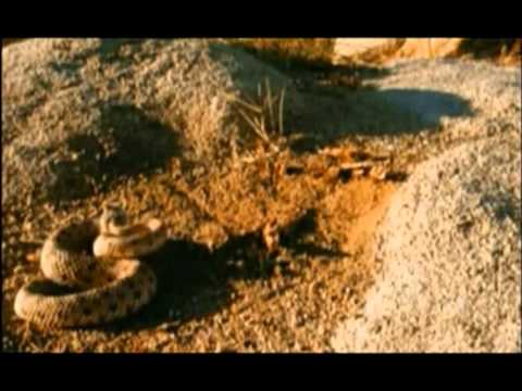 Video: Locanda Dei Serpenti Nel Deserto