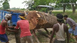 Dangerous Fastest Skills Biggest Wood  Loading on tractor trolley manually | Nature Talkies