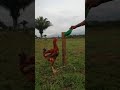 Gallina criollo gigante colombiano