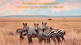 (4K) 'Stripes of the Savannah: Embracing the World of Zebras' by CuteQuartersTV 680 views 4 months ago 2 minutes, 21 seconds