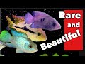 6 Rare MUST-HAVE South and Central American Cichlids! [EVERY Fish FULLY Described]